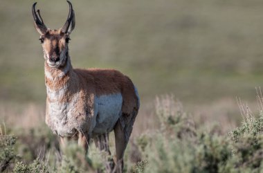 Vahşi doğada boynuzlu at