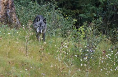 Siyah kurt vahşi doğada