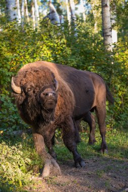 Bizonlar vahşi doğada