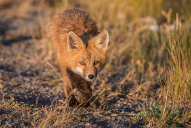 Vahşi doğada çimlerin üzerinde sevimli kızıl tilkiler