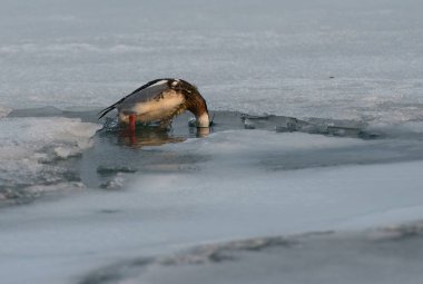 Merganser vahşi doğada
