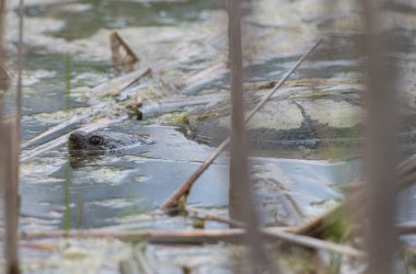 Vahşi doğada boyalı kaplumbağa
