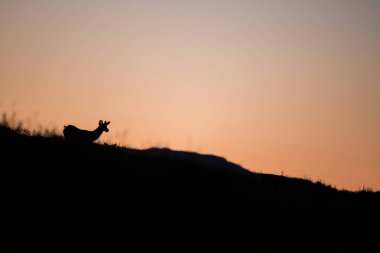 Vahşi doğadaki geyik