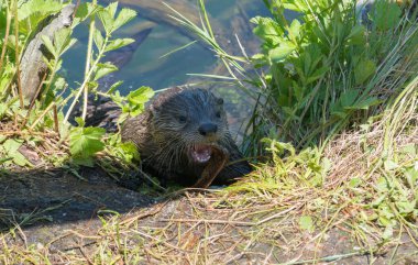 wild otter in wild nature   clipart