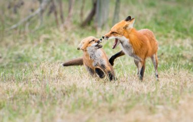 Kanada 'da Kızıl Tilki