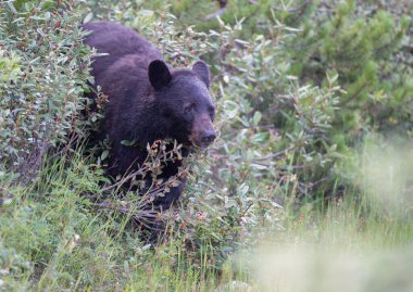 Kara ayı vahşi doğada