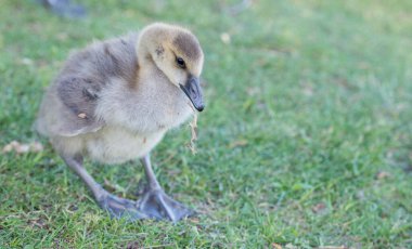 Vahşi doğada Goslings
