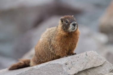 closeup of marmot in wild nature  clipart