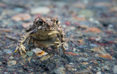 Vahşi doğadaki kurbağa.