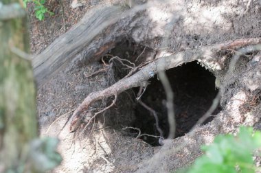 Doğadaki vahşi su samuru.