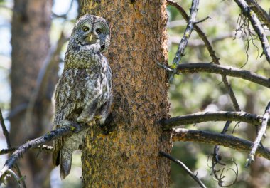 Vahşi doğadaki büyük gri baykuş