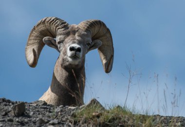 Vahşi doğada Bighorn