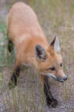 Kızıl tilki vahşi doğada
