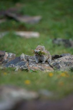 Kananaskis, Alberta, Kanada 'da nesli tükenmekte olan pika