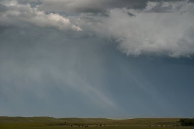 Vahşi doğada fırtına