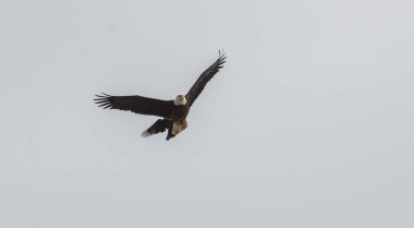 Kıyıdaki kel kartal
