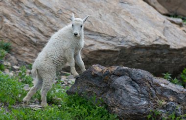 Dağ Keçisi vahşi, ulusal park, Jasper, Kanada