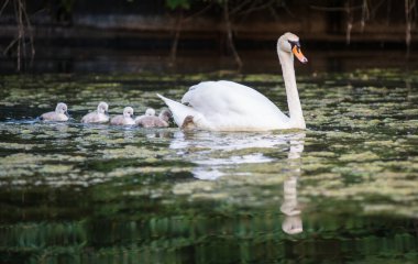 Baharda kuğu ve mühürler
