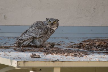 Vahşi doğada Büyük Boynuzlu Baykuş