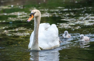 Baharda kuğu ve mühürler