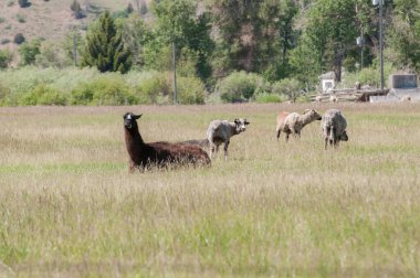 Kızıl Tilki ve Lamalar