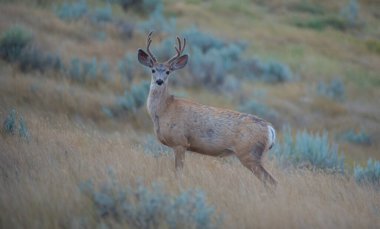 Vahşi doğada geyik