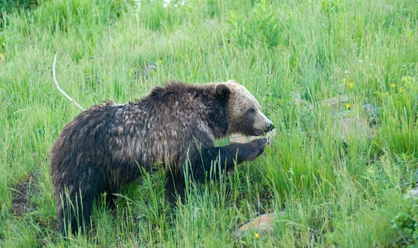 Oso Pardo Naturaleza — Foto de Stock