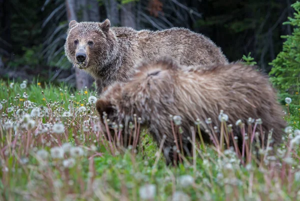 Niedźwiedź Grizzly Kanadyjskiej Dziczy — Zdjęcie stockowe