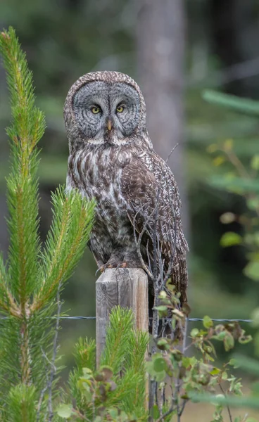 カナダのアルベルタにある野生のフクロウです — ストック写真