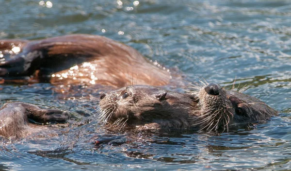 wild otters in wild nature