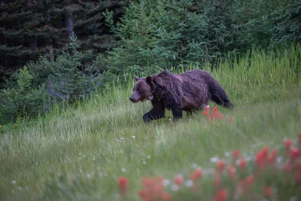 Urso Pardo Deserto Canadense — Fotografia de Stock