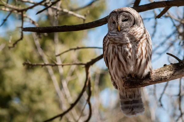 Barred Owl Wild Nature — Stock Photo, Image