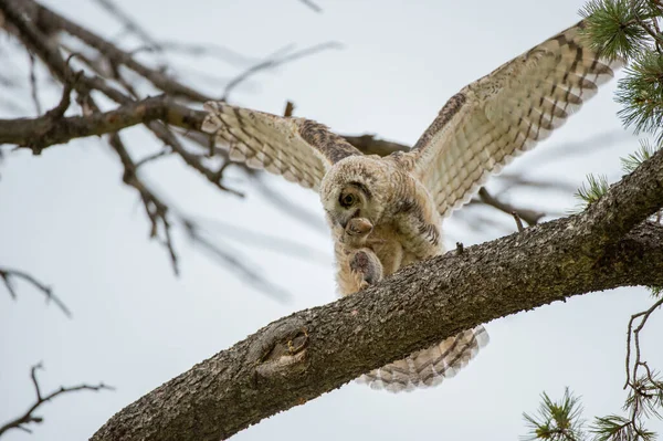 Grand Duc Amérique Dans Nature Sauvage — Photo