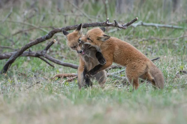 Lindos Zorros Rojos Hierba Naturaleza Salvaje — Foto de Stock