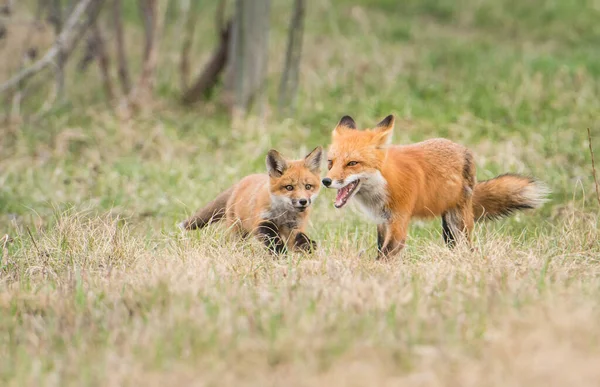 Carino Volpi Rosse Erba Natura Selvaggia — Foto Stock