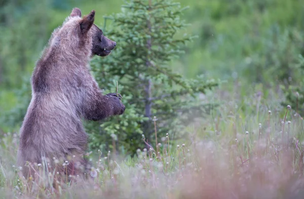 Urso Pardo Natureza — Fotografia de Stock