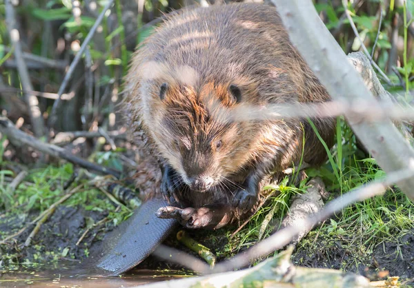 Biber Freier Wildbahn — Stockfoto