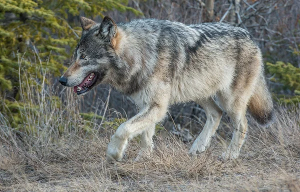 Lobo Gris Naturaleza Salvaje Jaspe Canada —  Fotos de Stock