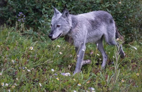 野生的黑狼 — 图库照片