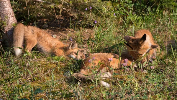 野生の自然の中で草の上にかわいい赤いキツネ — ストック写真