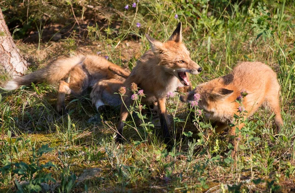 Raposa Vermelha Natureza — Fotografia de Stock