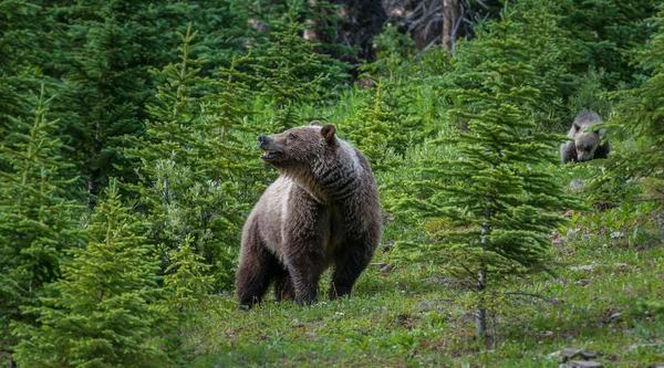 Grizzly bear in the Canadian wilderness