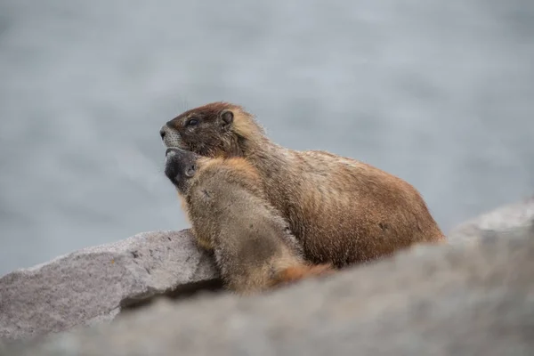 Primer Plano Marmota Naturaleza Salvaje — Foto de Stock