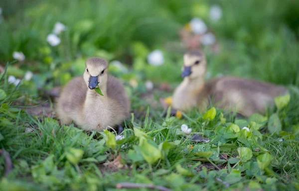 Gosling Στην Άγρια Φύση — Φωτογραφία Αρχείου