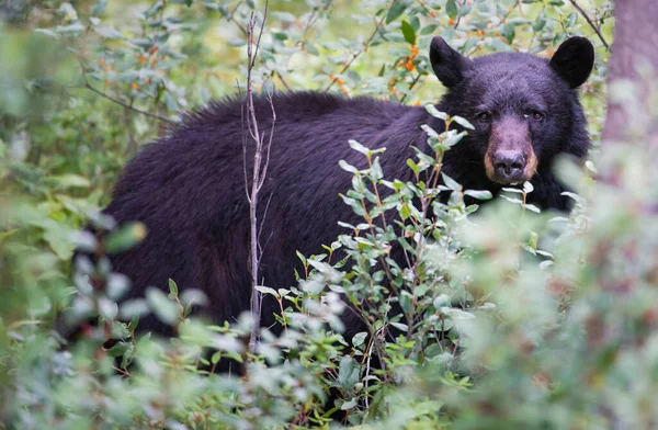 Czarny Niedźwiedź Kanadyjskiej Dziczy — Zdjęcie stockowe