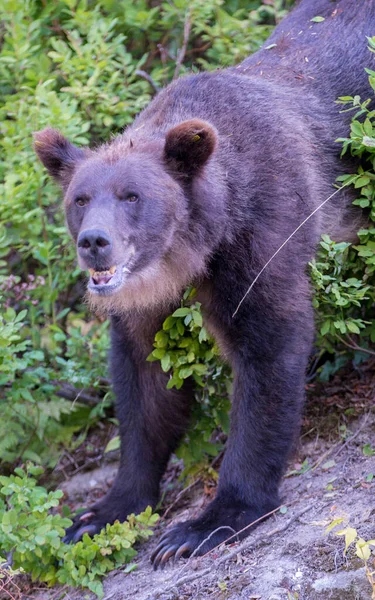 Urso Pardo Natureza — Fotografia de Stock