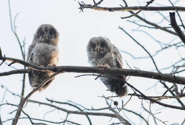 Great Grey Owls Wild Nature Alberta Canada — Stock Photo, Image