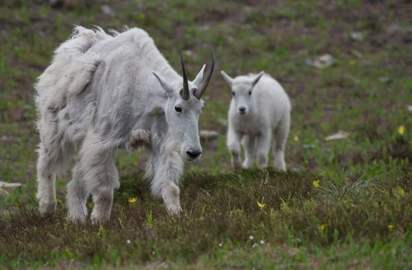 Κατσίκες Του Βουνού Μητέρα Και Μωρό Άγρια Εθνικό Πάρκο Ίασπη — Φωτογραφία Αρχείου