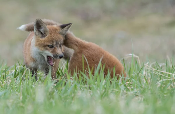Χαριτωμένο Κόκκινες Αλεπούδες Στο Γρασίδι Στην Άγρια Φύση — Φωτογραφία Αρχείου