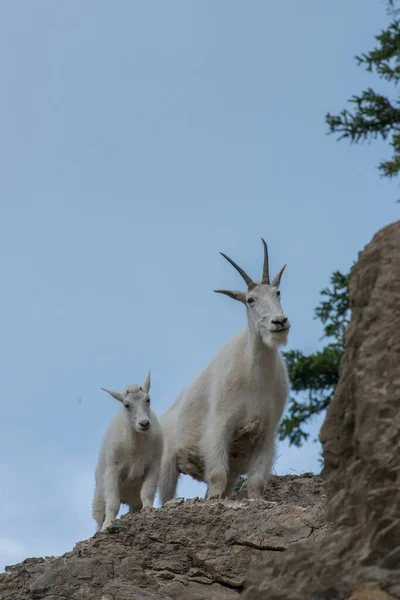 Chèvres Montagne Mère Bébé Dans Nature Parc National Jaspe Canada — Photo